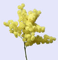 La mimosa: il simbolo dell'8 marzo.
